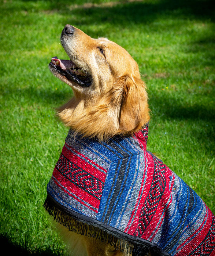 Jorongos, lo último en la moda para perros mexicanos - México Desconocido